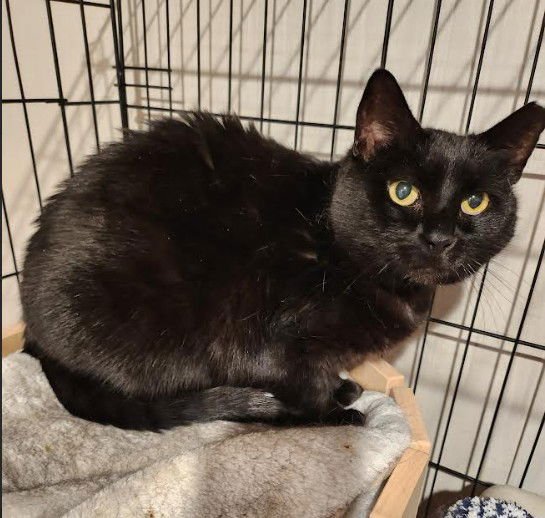 RUNNY - Domestic Short Hair for adoption in Wilmington