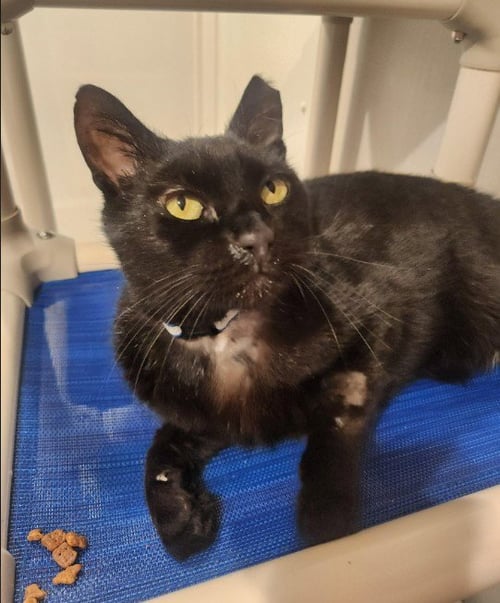FLOUNDER - Domestic Short Hair for adoption in Wilmington