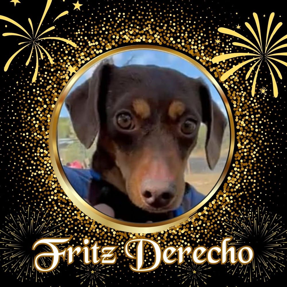 FRITZ DERECHO - Dachshund available for adoption