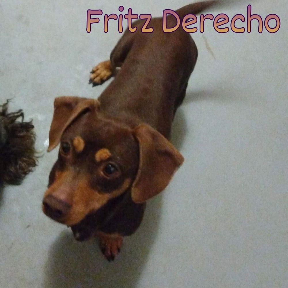 FRITZ DERECHO - Dachshund available for adoption
