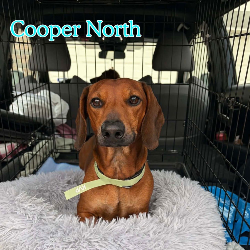 Cooper North - Photo 3