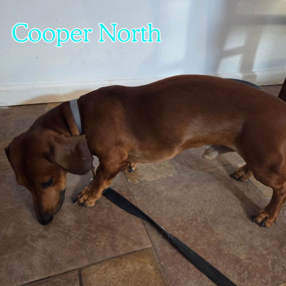 Cooper North - Photo 4