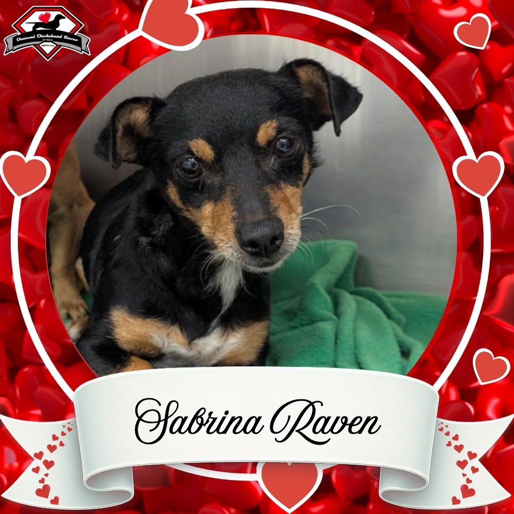 SABRINA RAVEN - Dachshund / Chihuahua available for adoption