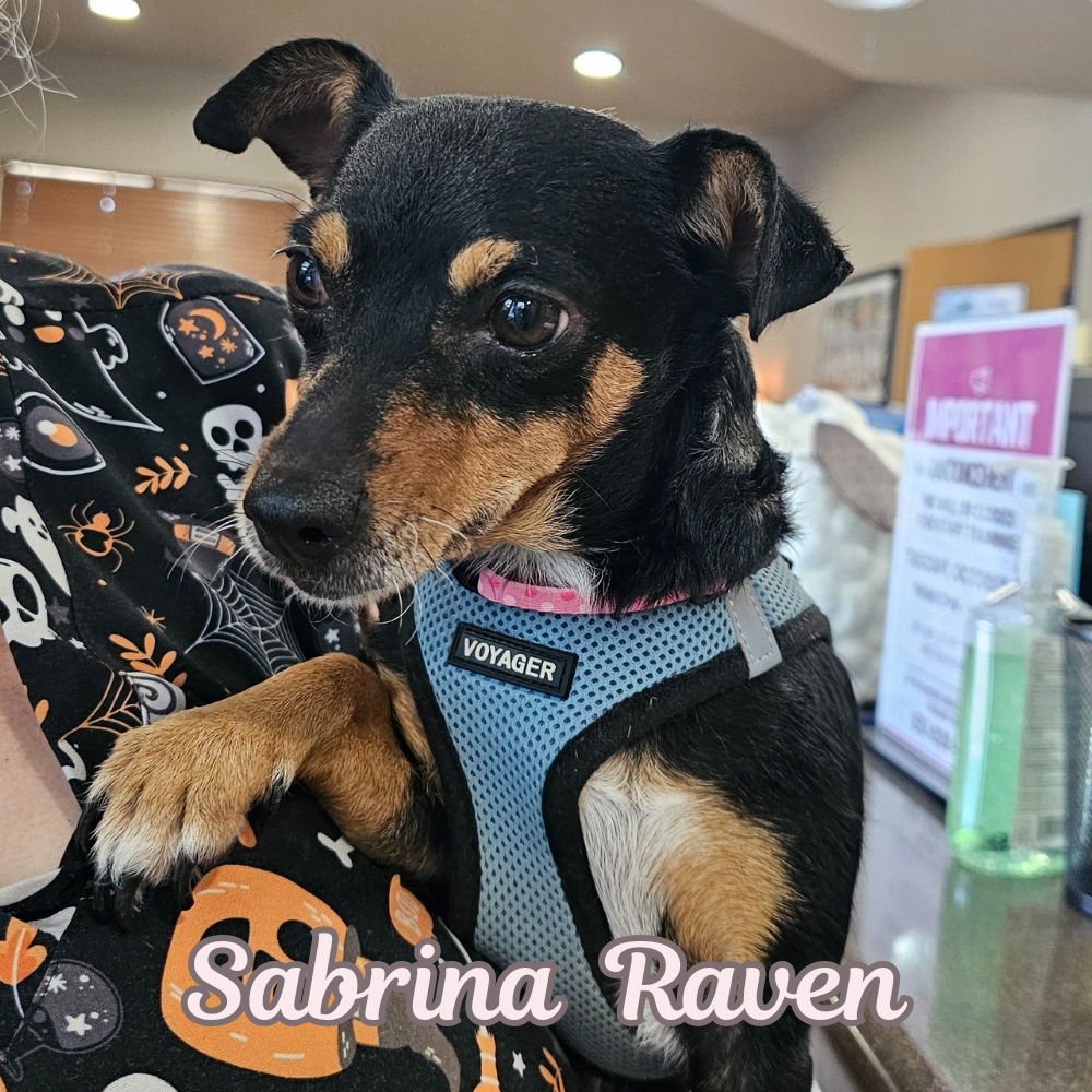 SABRINA RAVEN - Dachshund / Chihuahua available for adoption