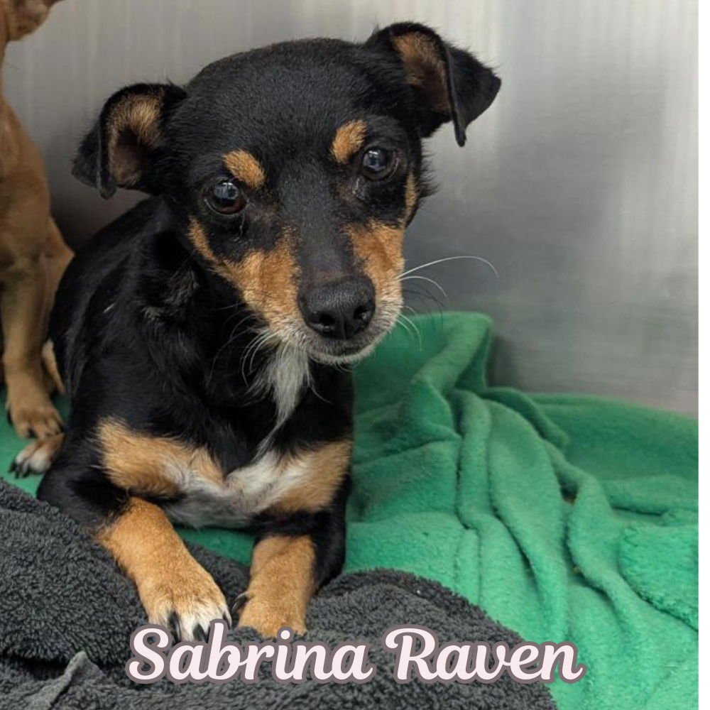 Sabrina Raven - Photo 5