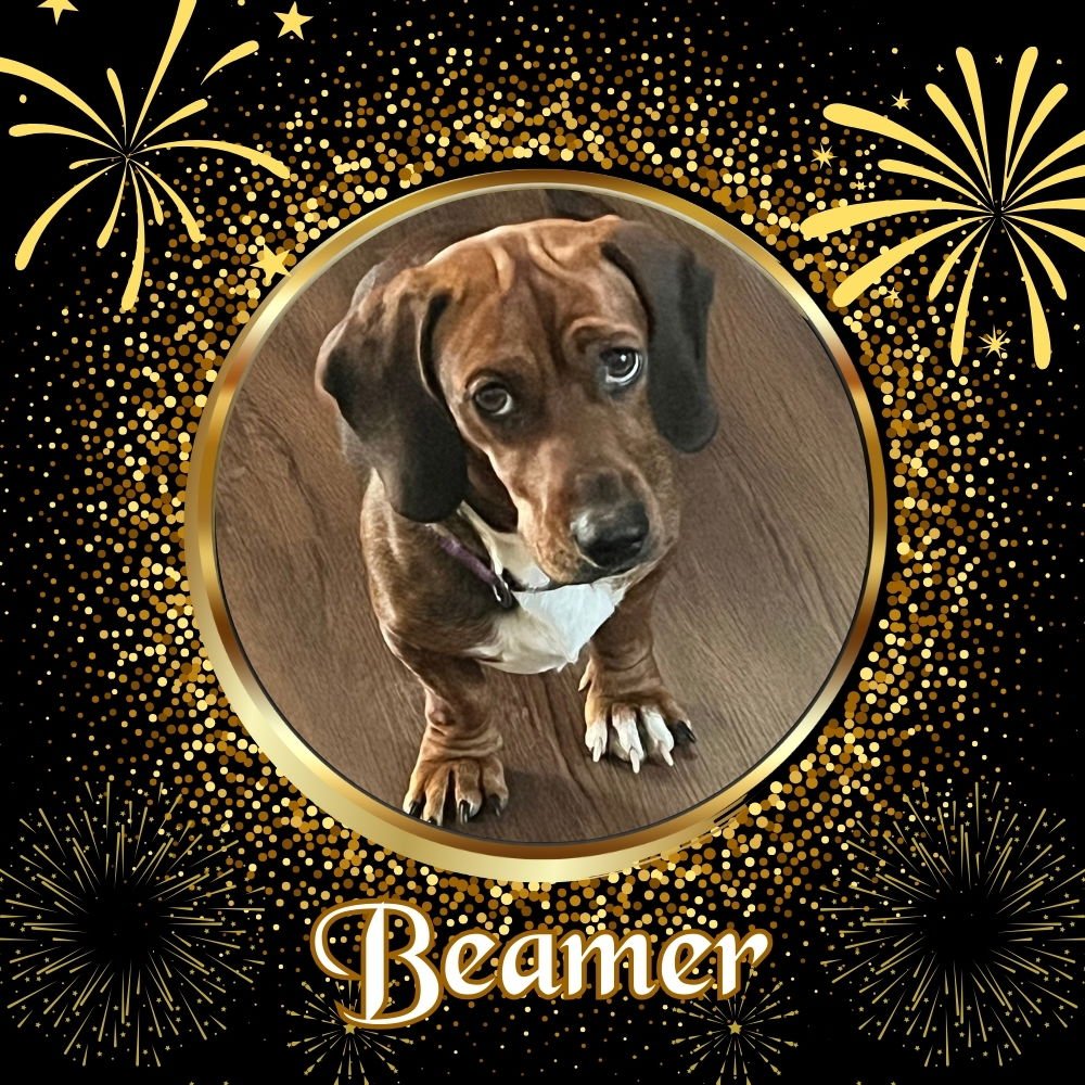 BEAMER - Dachshund available for adoption
