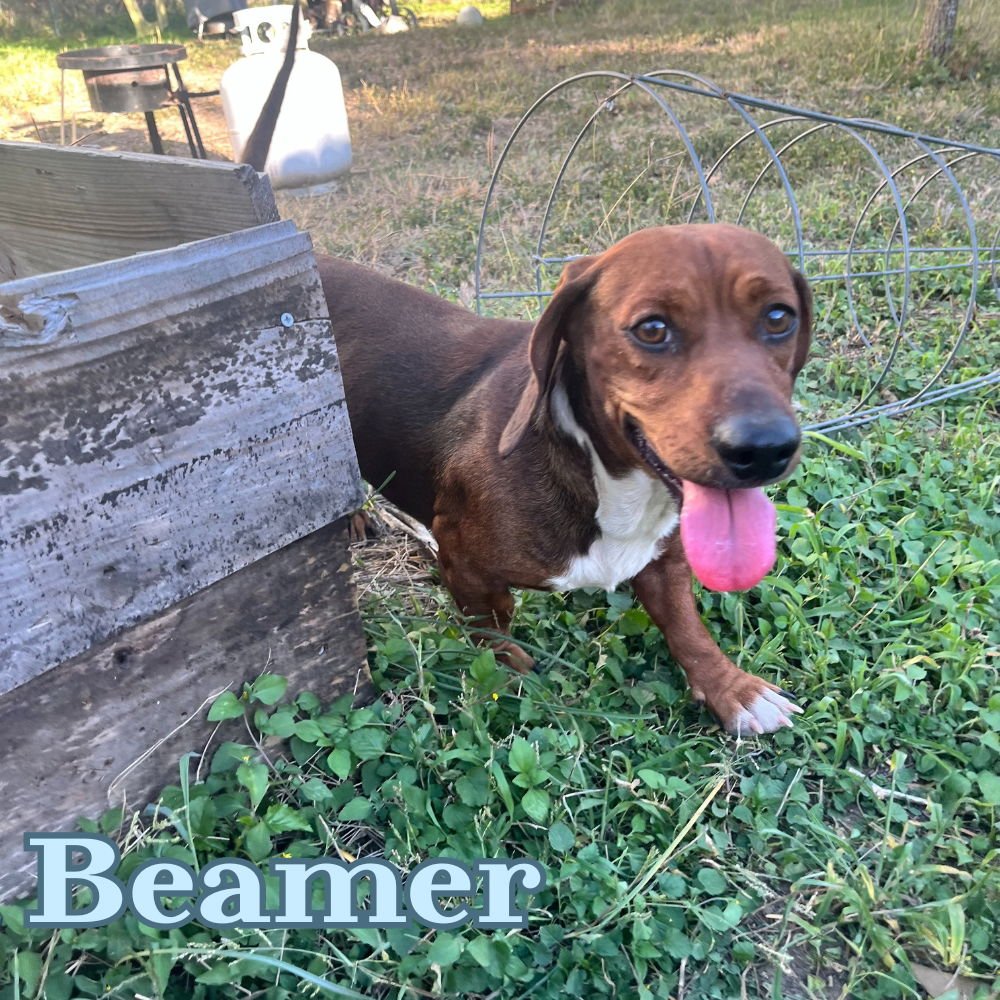 BEAMER - Dachshund available for adoption