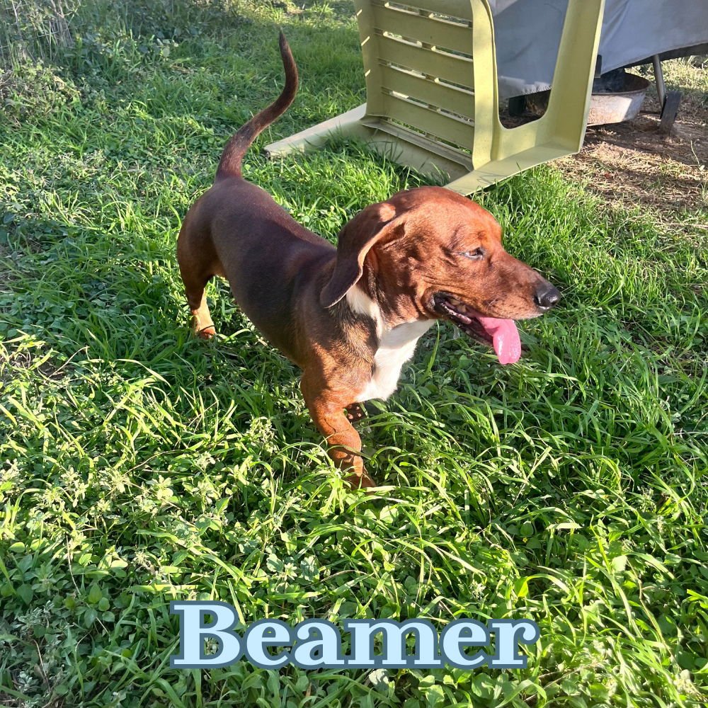 Beamer - Photo 4