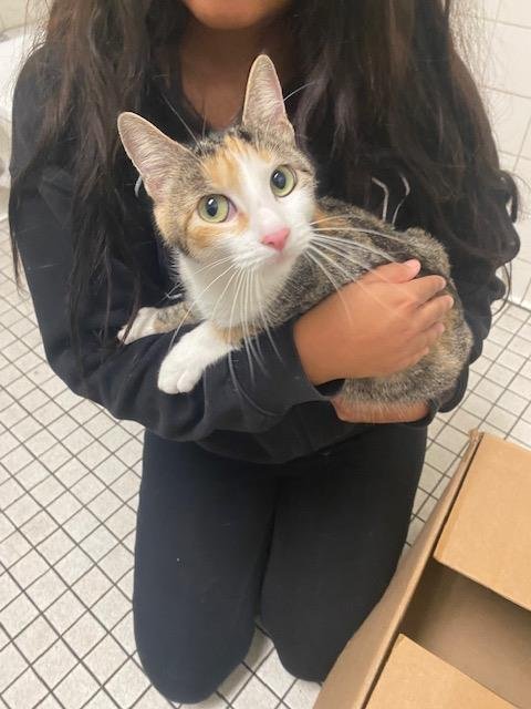 LUNA - Domestic Short Hair available for adoption