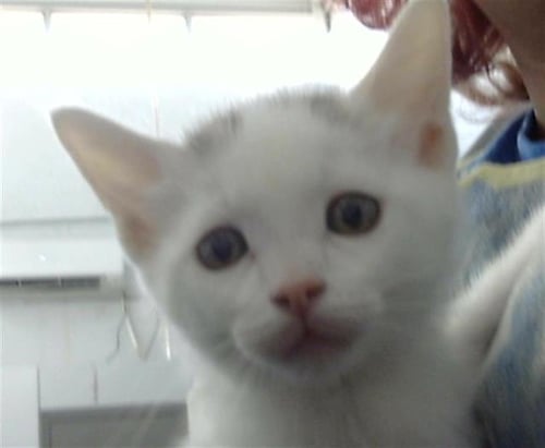 DIEGO - Domestic Long Hair available for adoption