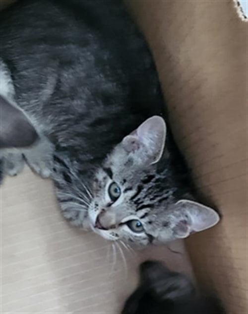 CHURRO - Domestic Medium Hair available for adoption