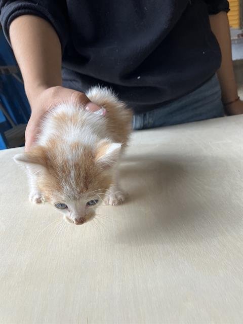 ALVIN - Domestic Short Hair available for adoption