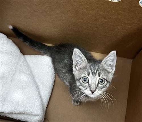 SCOTTIE - Domestic Medium Hair available for adoption