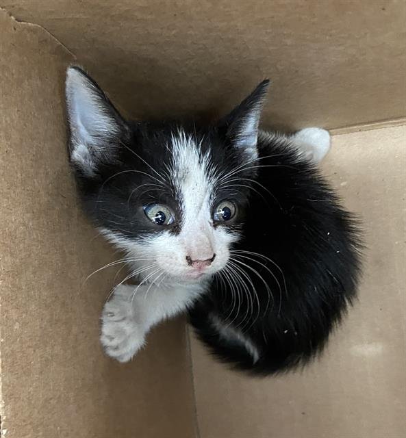 TUX Image