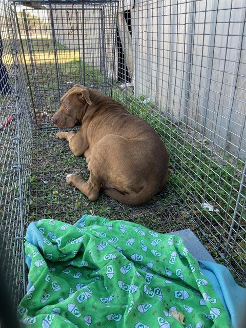 BROWN - Pit Bull Terrier available for adoption
