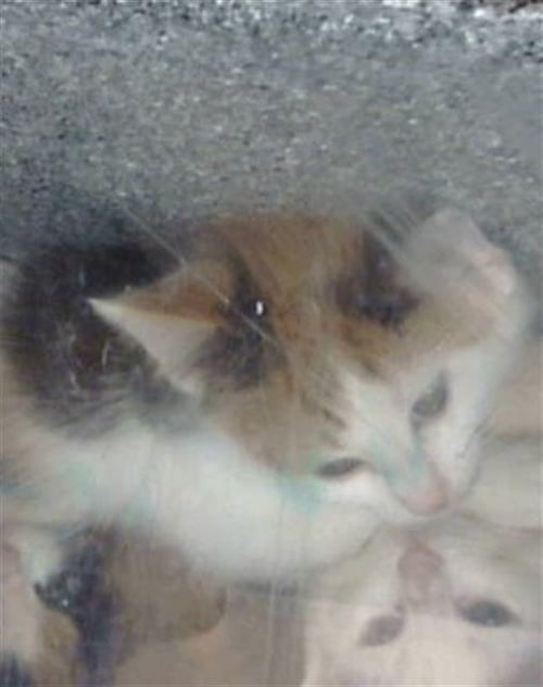 MINA - Domestic Long Hair available for adoption