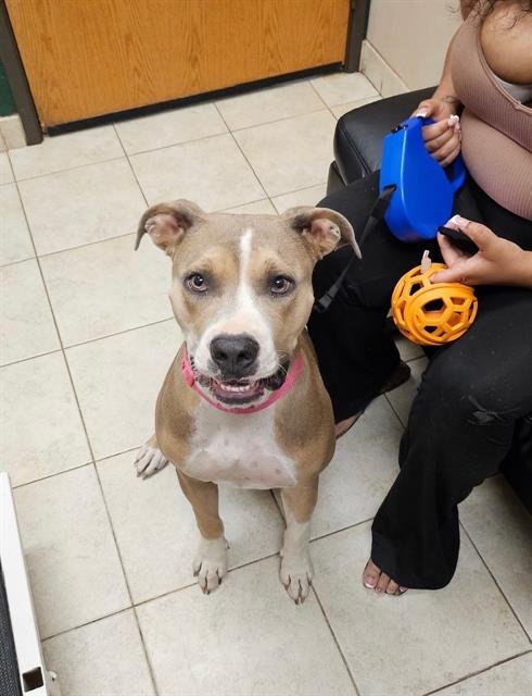 ZELLIE - Pit Bull Terrier available for adoption