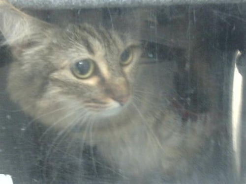 QUEEN JOHNSON - Domestic Short Hair available for adoption