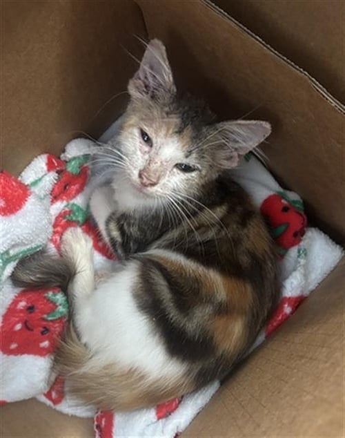 HAZEL - Domestic Short Hair available for adoption