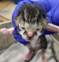 MITTENS - Photo 1