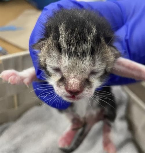 MITTENS - Domestic Short Hair available for adoption