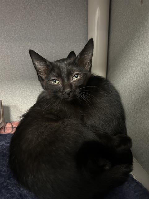KIKI Image