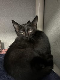 KIKI - Photo 1