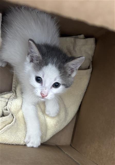 WOFIEE - Domestic Short Hair available for adoption
