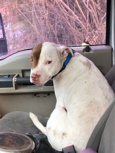 LILITH - Pit Bull Terrier available for adoption