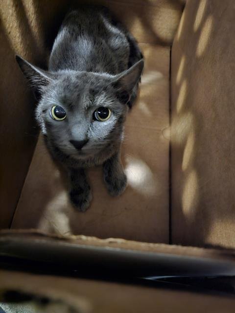 SHAKIRA - Domestic Short Hair available for adoption