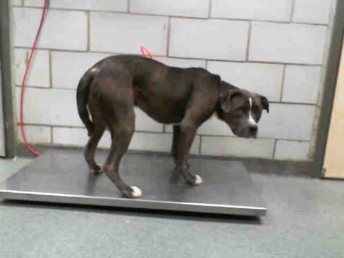 HULK - Pit Bull Terrier available for adoption