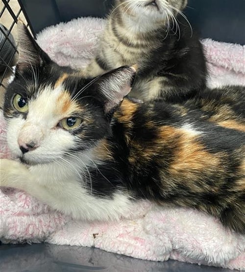 ADDISON MONTGOMERY - Domestic Short Hair available for adoption