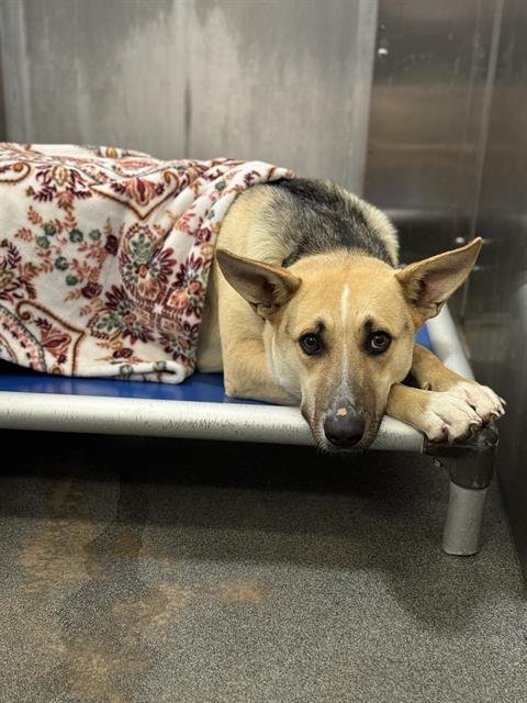 ABBY - German Shepherd Dog for adoption in Irving