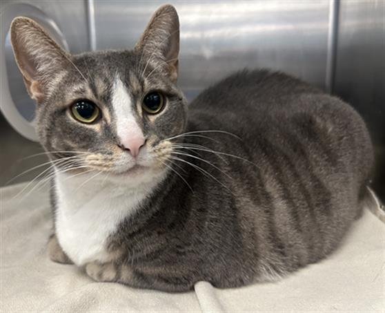 LOUIE Image