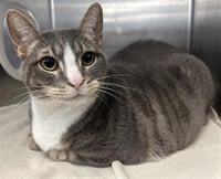 LOUIE - Photo 1