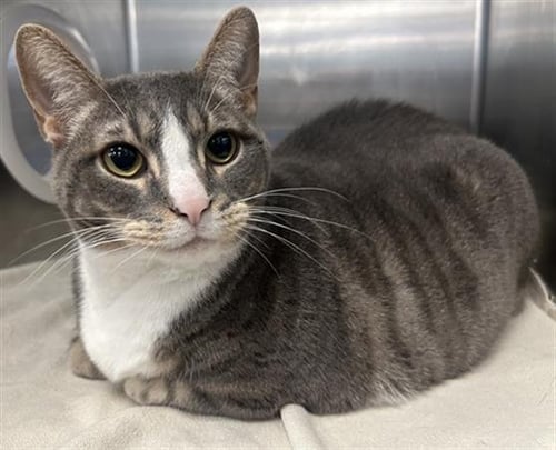 LOUIE - Domestic Short Hair available for adoption