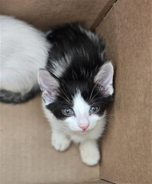 DREAMER - Domestic Short Hair available for adoption