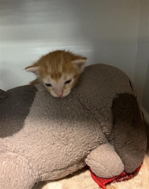 CITRUS - Domestic Short Hair available for adoption