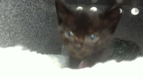 SR.ARCHABLE - Domestic Short Hair available for adoption