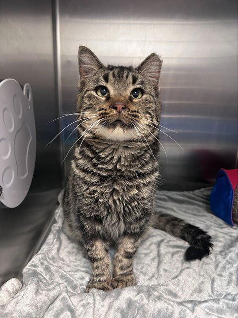 BUBBLES - Domestic Short Hair available for adoption