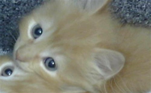 BEAU - Domestic Medium Hair available for adoption