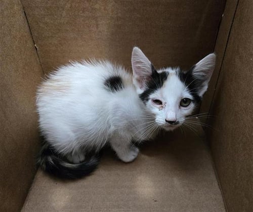 SUGAR - Domestic Short Hair available for adoption