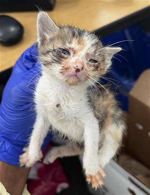 SUNNIE - Domestic Medium Hair available for adoption