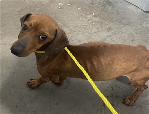 SLINKY - Dachshund available for adoption