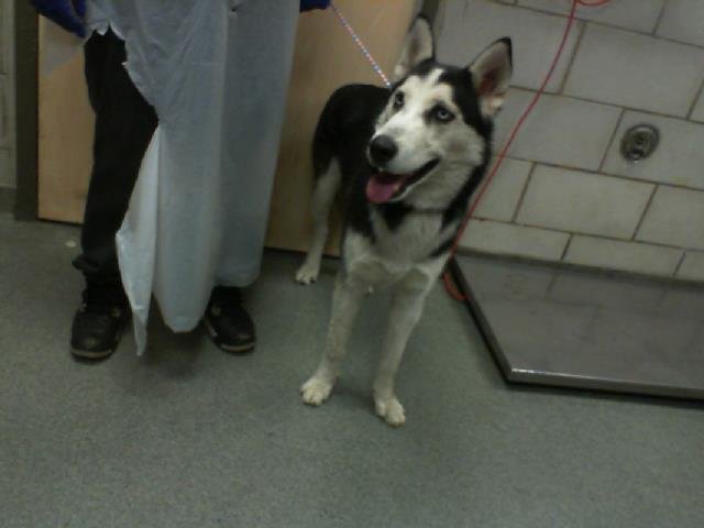 ZEUS - Husky available for adoption
