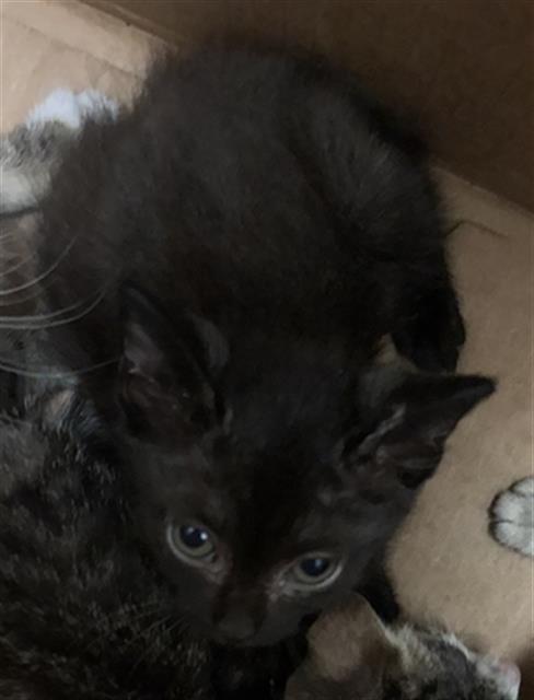 SCAR - Domestic Short Hair available for adoption