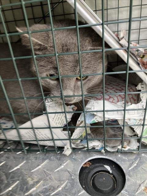 CENIZA - Domestic Short Hair available for adoption