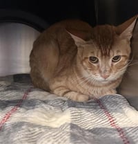 GARFIELD - Photo 1