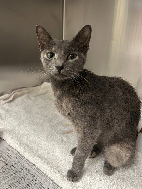 MARIE - Domestic Short Hair available for adoption