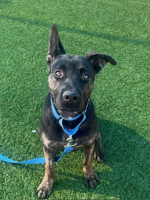 PRINCESS - Labrador Retriever available for adoption